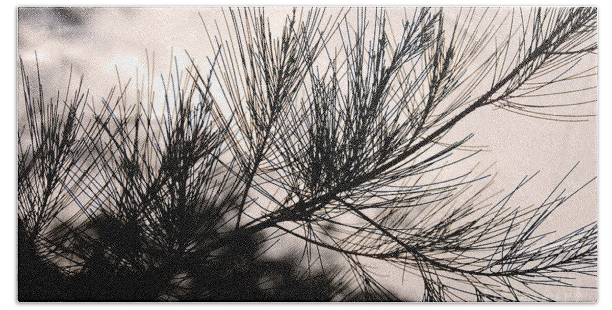 Photography Beach Sheet featuring the photograph Pine Tree Needle Silhouette by Ivy Ho