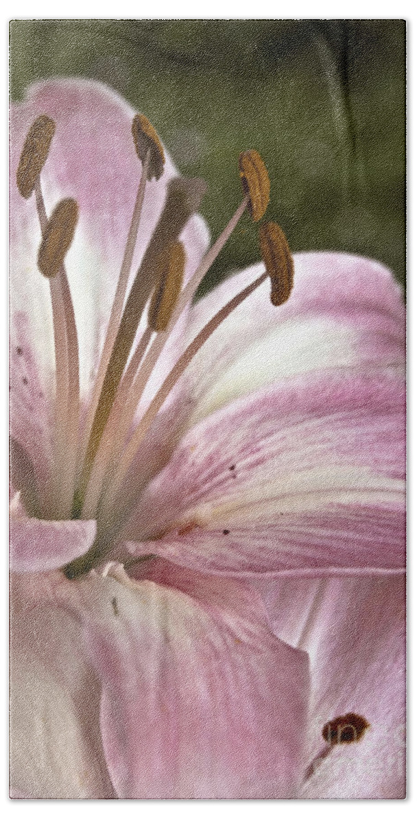 Agriculture Beach Sheet featuring the photograph Pink Asiatic Lily by Danielle Summa