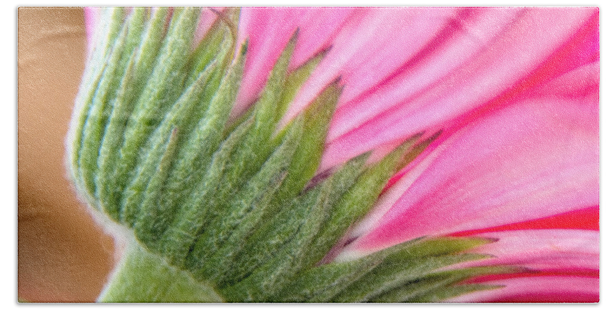 Abstract Beach Towel featuring the photograph Pink Gerbera by Stelios Kleanthous