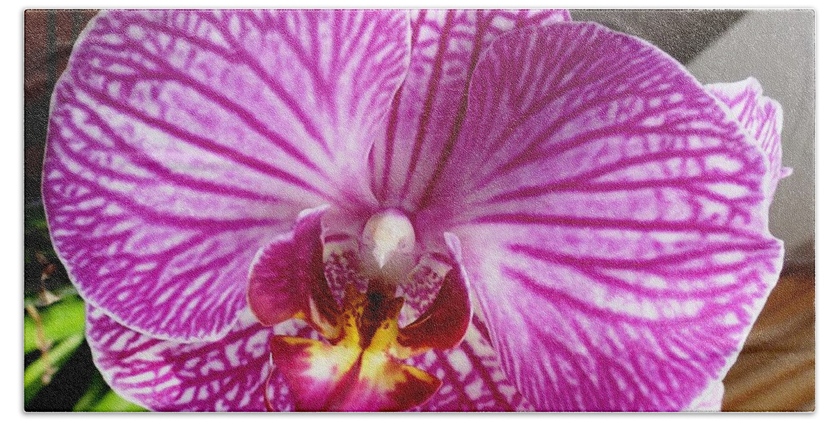 Orchid Beach Towel featuring the photograph Pink Orchid by Amalia Suruceanu