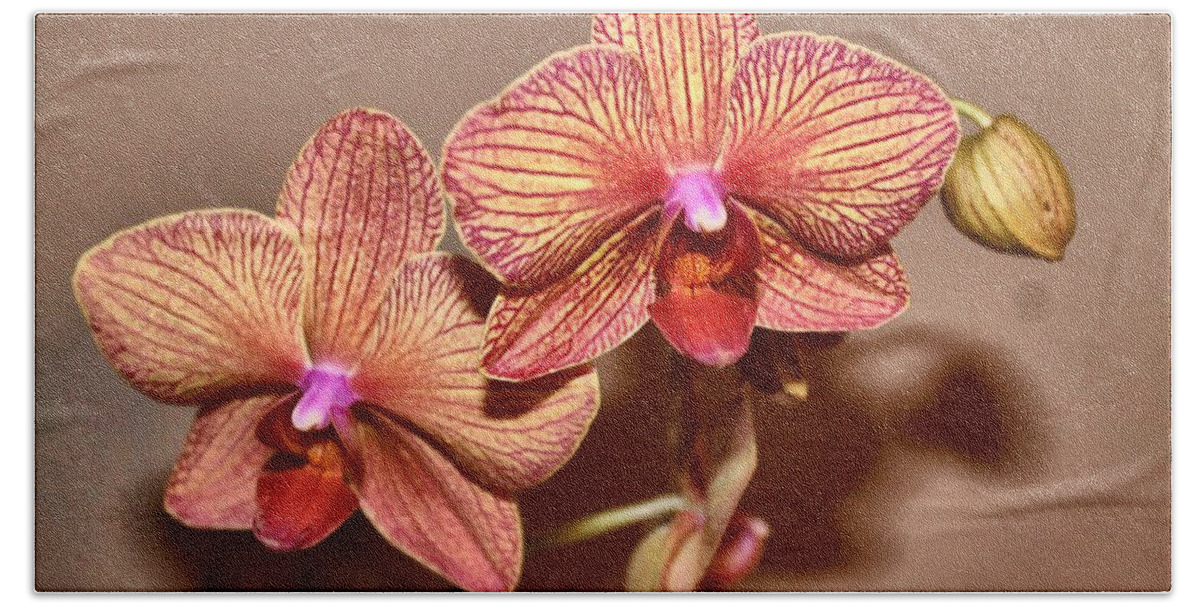 Orchid Beach Towel featuring the photograph Pink Orchid2 by Debbie Levene