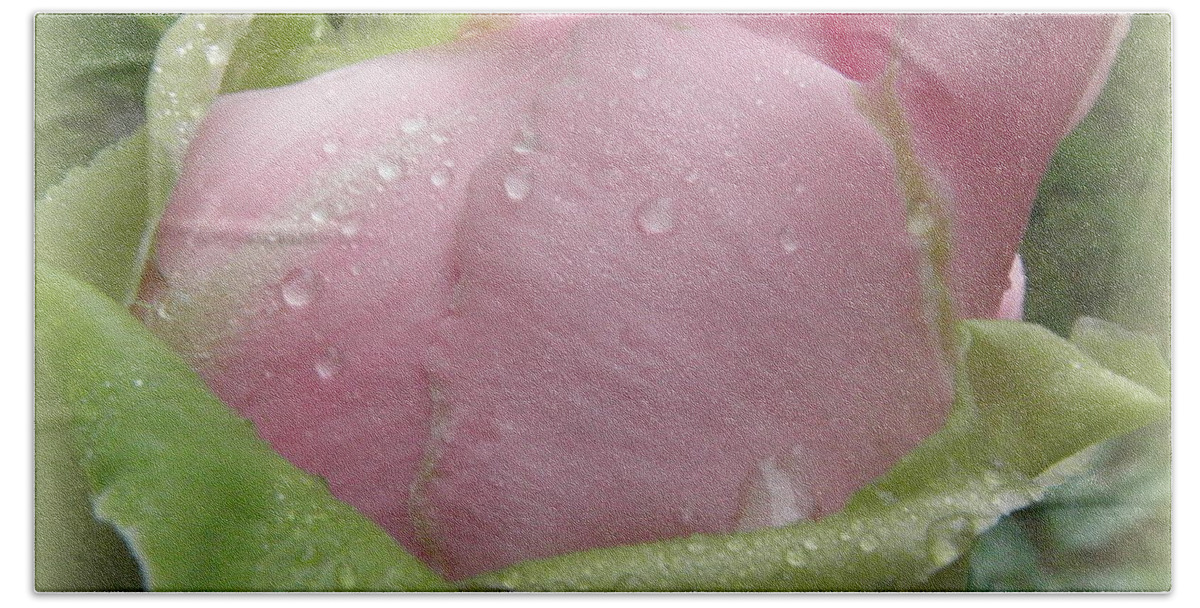 Peony Beach Towel featuring the photograph Pink Peony droplets by Kim Galluzzo