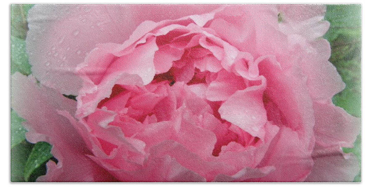 Pink Beach Towel featuring the photograph Pink Peony Explosion by Kim Galluzzo