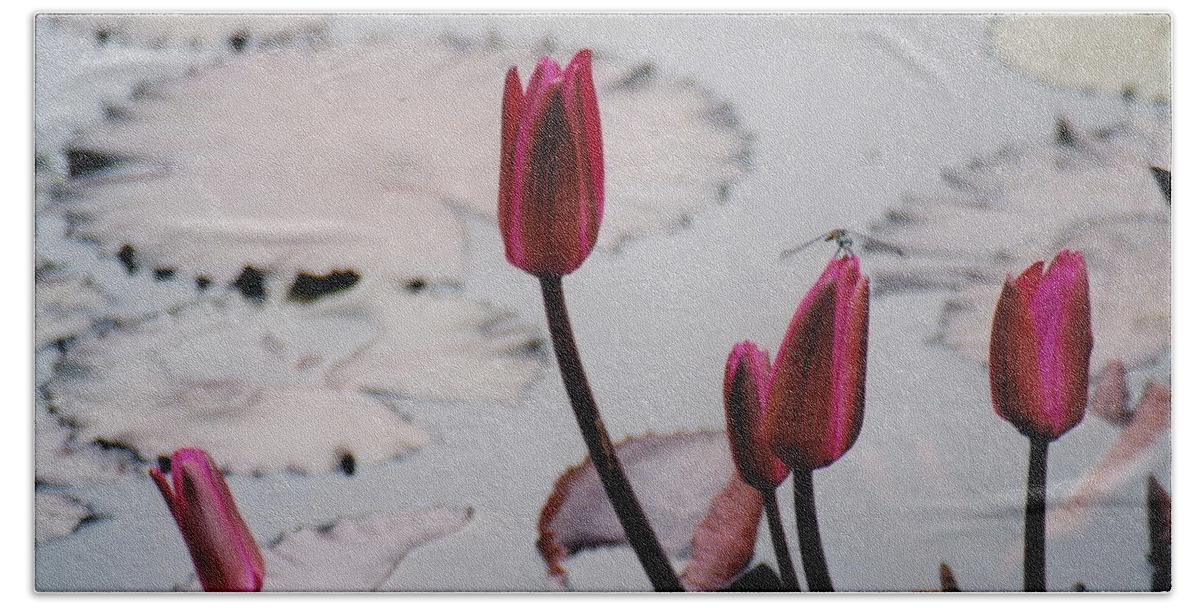 Water Lily Beach Towel featuring the photograph Pink Water Lily Buds by Barbara Plattenburg