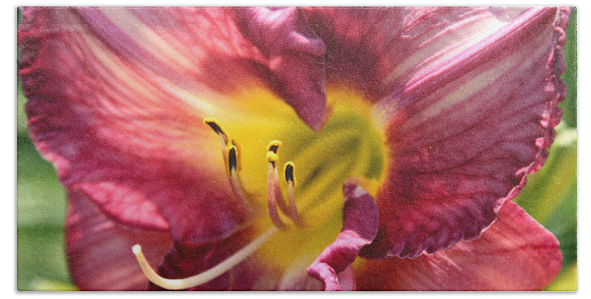 Floral Beach Towel featuring the photograph Pink Yellow Lily by Donna Corless