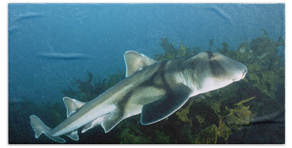 Mp Beach Towel featuring the photograph Port Jackson Shark Heterodontus by Mike Parry
