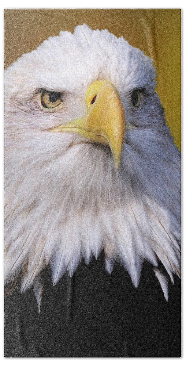 Baldeagle Beach Towel featuring the photograph Portrait of a Bald Eagle by Bill Dodsworth