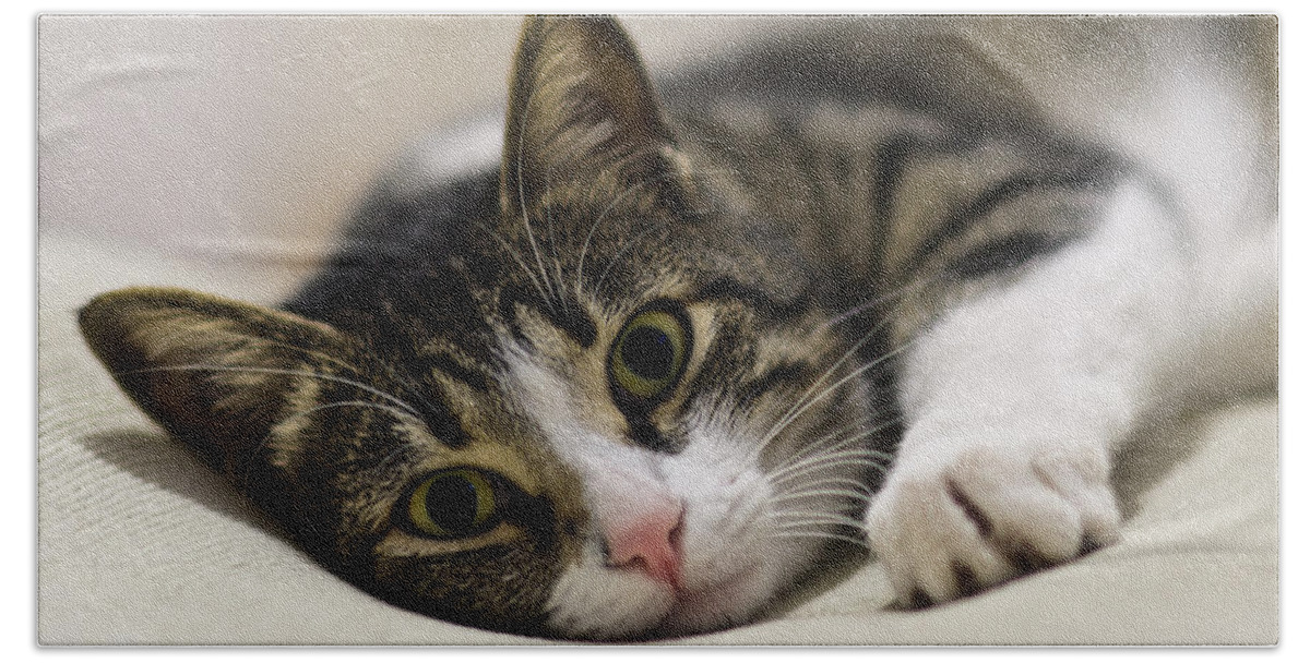 Brown Beach Towel featuring the photograph Portrait of a cat by Michael Goyberg