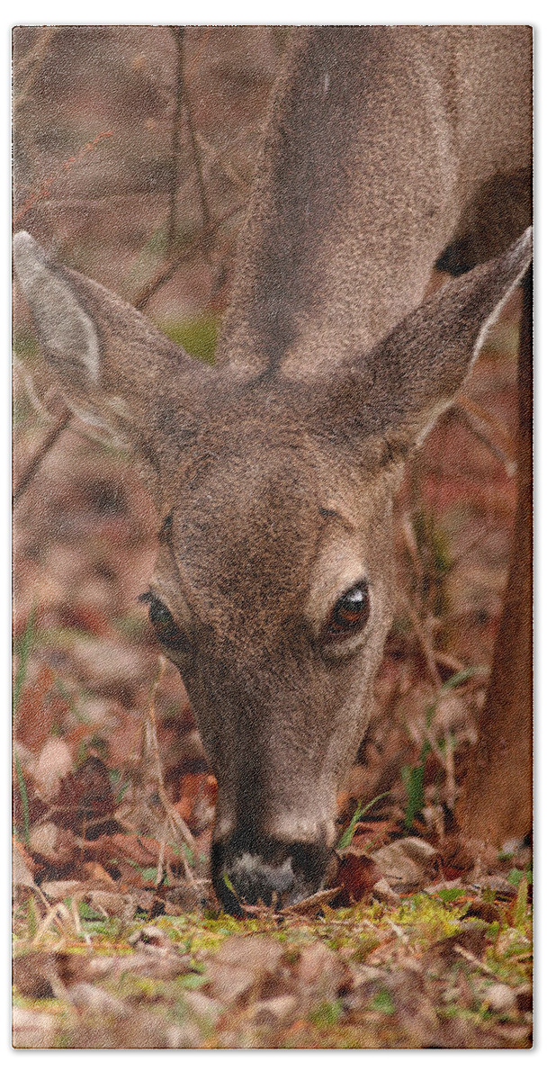 Odocoileus Virginanus Beach Towel featuring the photograph Portrait Of Browsing Deer Two by Daniel Reed