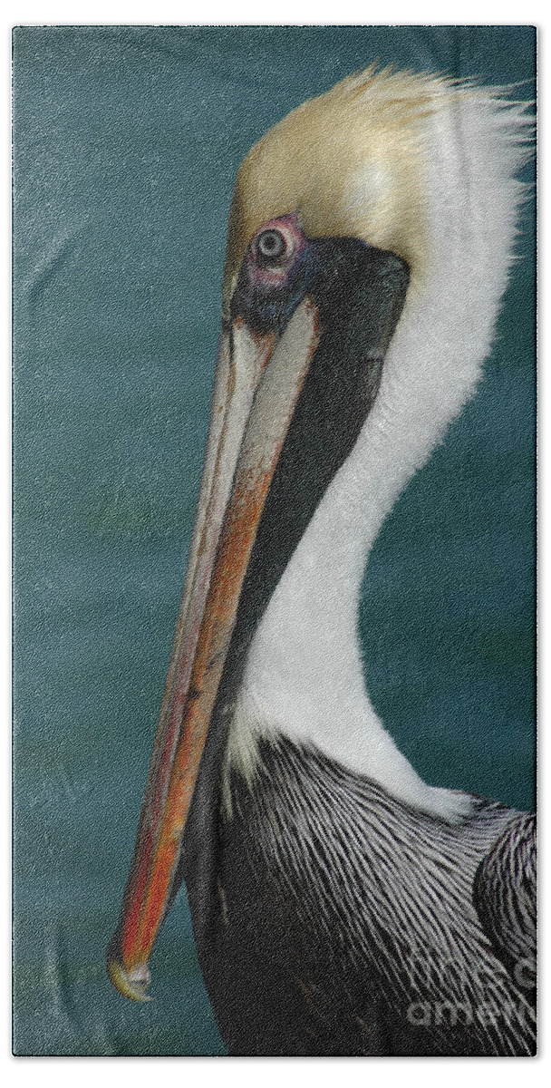 Pelican Beach Towel featuring the photograph Posing for the Tourists by Vivian Christopher