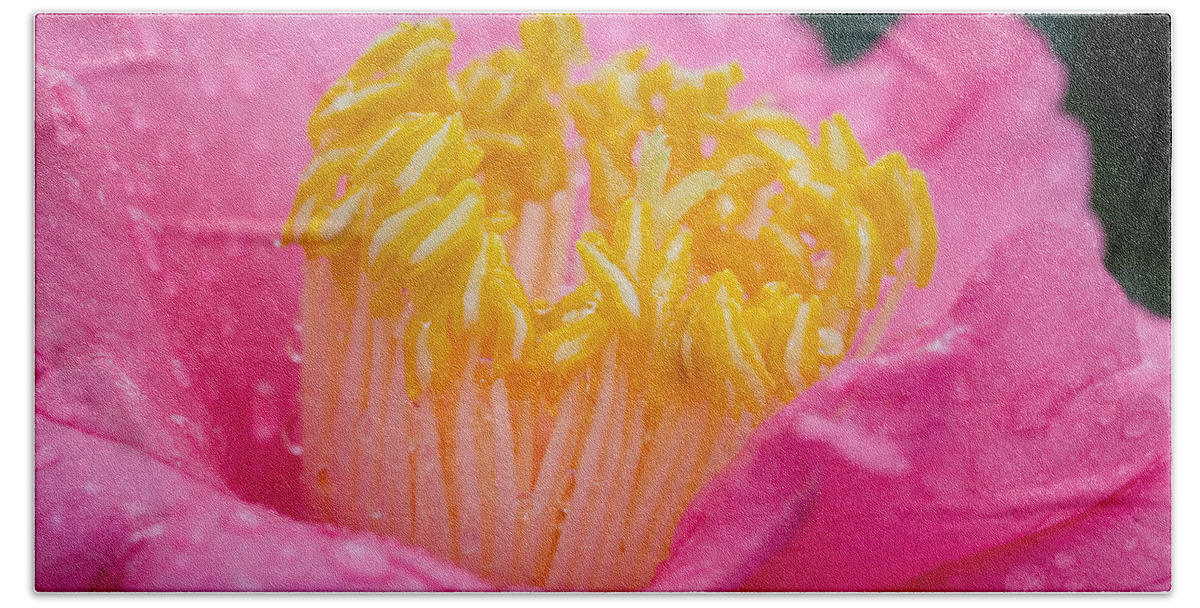 Camellia Beach Towel featuring the photograph Pretty in Pink by Rich Franco