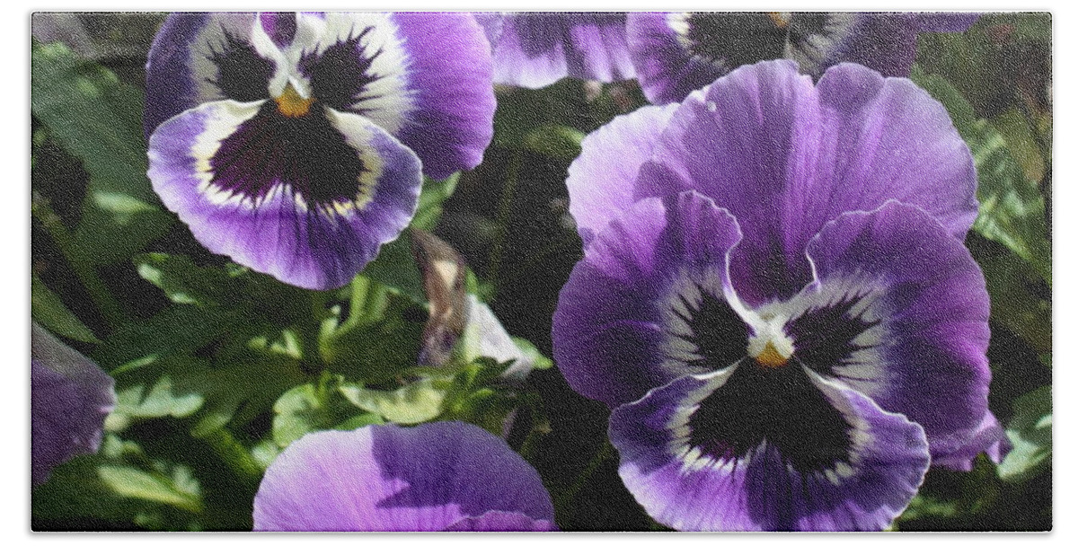 Pansy Beach Towel featuring the photograph Purple Pansies Square by Carol Groenen