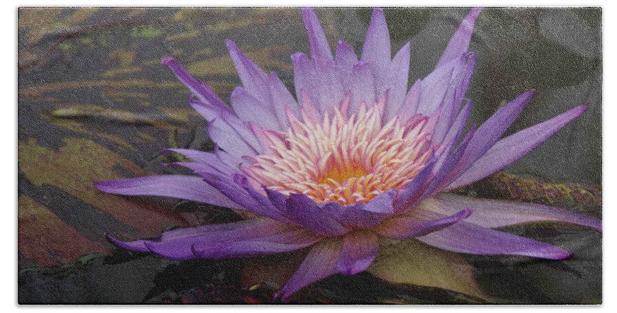 Purple Beach Towel featuring the photograph Purple Water Lilly by Alan Hutchins
