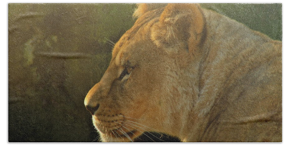 Lion Beach Towel featuring the photograph Pursuit of Pride by Laddie Halupa