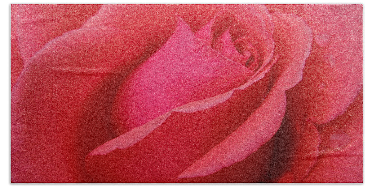 Flowers Beach Towel featuring the photograph Raindrops on Roses Six by Diana Hatcher