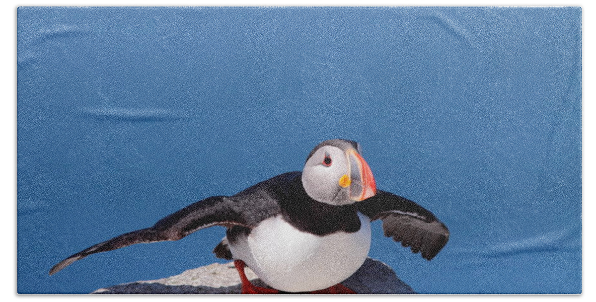 Puffin Beach Towel featuring the photograph Ready For Takeoff by Bruce J Robinson