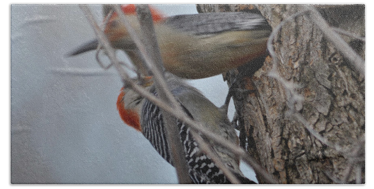 Woodpecker Beach Sheet featuring the photograph Red-Bellied Woodpecker Male and Female by Ronald Grogan