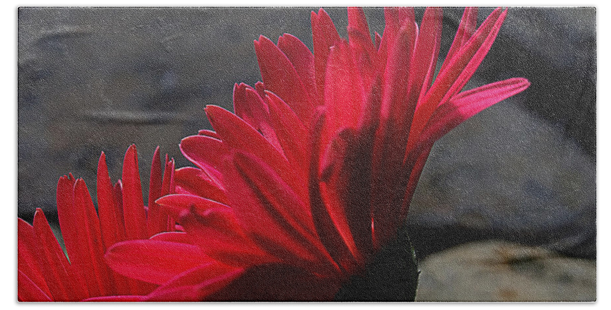 English Daisies Beach Towel featuring the photograph Red English Daisy by Joe Schofield
