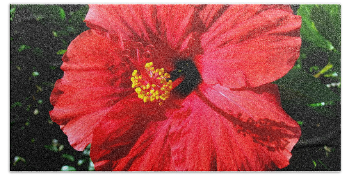 Red Flower Beach Towel featuring the photograph Red Hot Hibiscus by Linda Larson