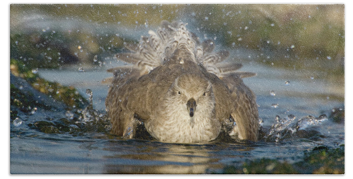 Fn Beach Towel featuring the photograph Red Knot Calidris Canutus Bathing, Den by Do Van Dijck
