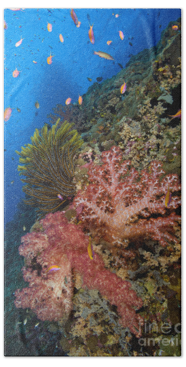 Anthozoa Beach Towel featuring the photograph Red Soft Coral With Crinoid And Anthias by Steve Jones