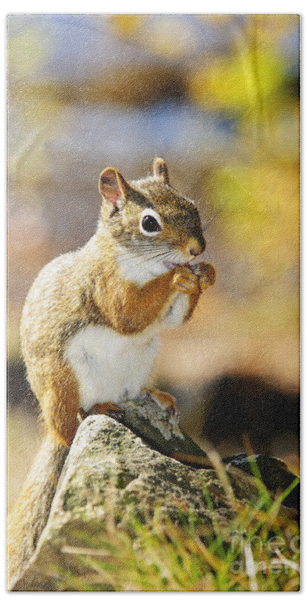 Red Squirrel Beach Towel featuring the photograph Red squirrel by Elena Elisseeva