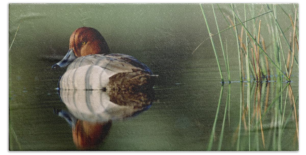 00174652 Beach Towel featuring the photograph Redhead Duck Male With Reflection by Tim Fitzharris