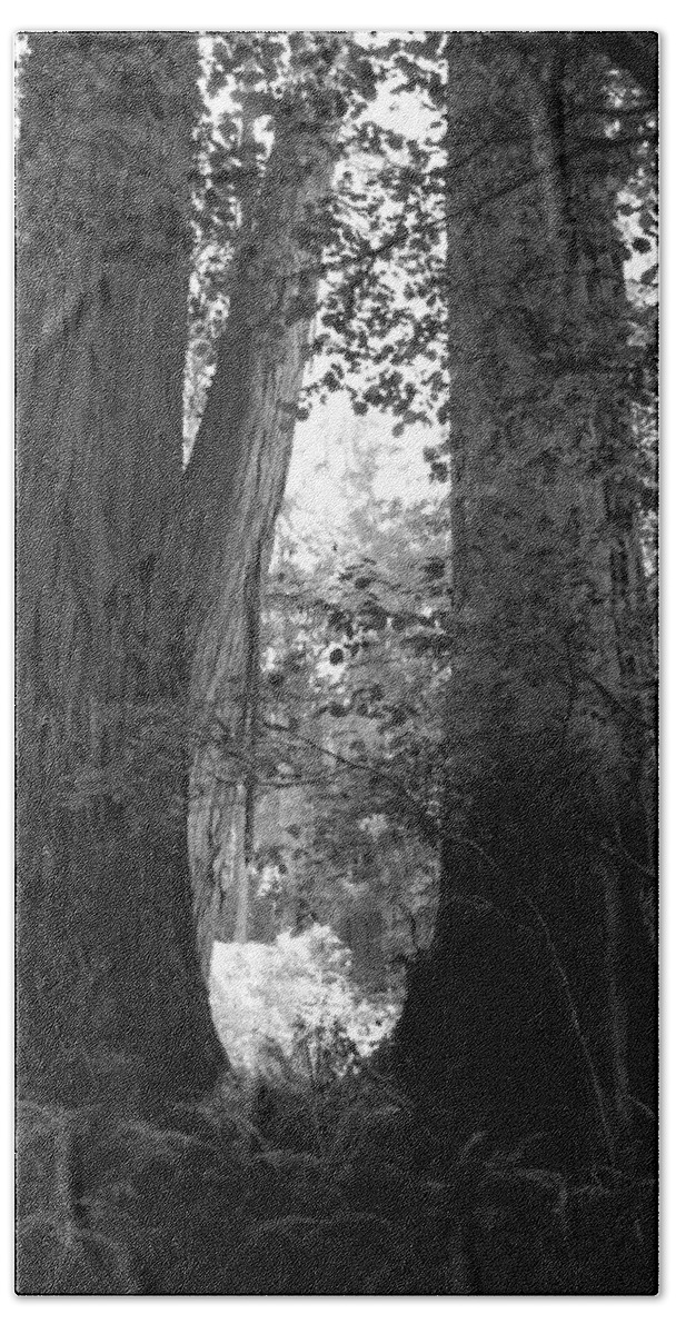 Redwoods Beach Towel featuring the photograph Redwood pair by Kathleen Grace