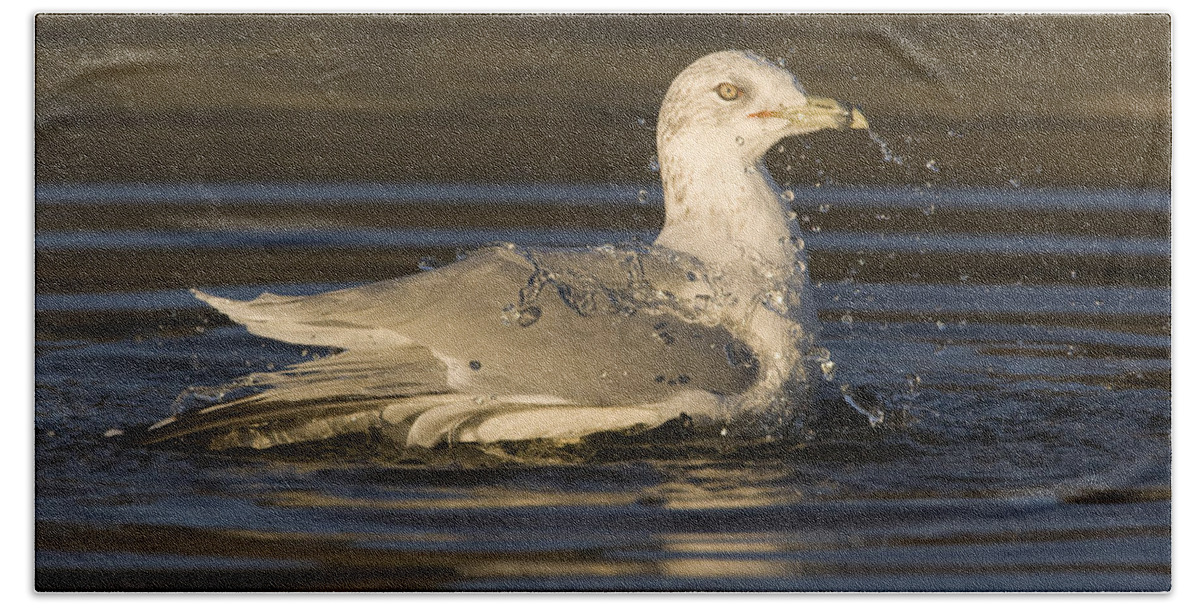 00429651 Beach Towel featuring the photograph Ring Billed Gull In Breeding Plumage by Sebastian Kennerknecht