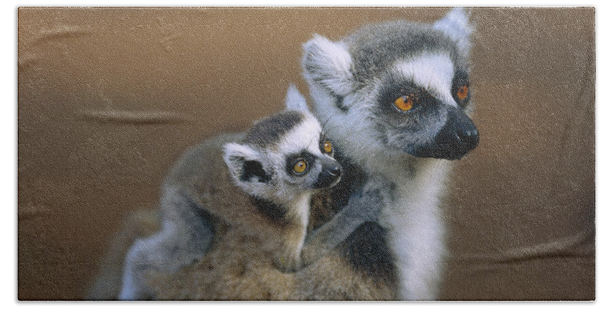 Ring-tailed Lemur Mother Carrying Baby Beach Sheet by Cyril Ruoso - Animals  and Earth - Website