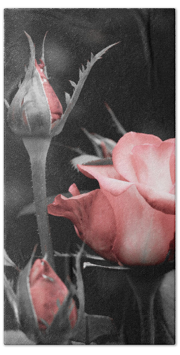 Selective Color Beach Towel featuring the photograph Roses in Pink and Gray by Michelle Joseph-Long