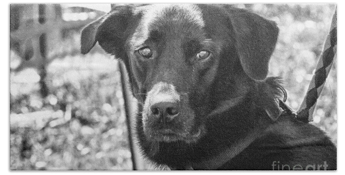 Dog Beach Sheet featuring the photograph Sad eyes by Eunice Gibb