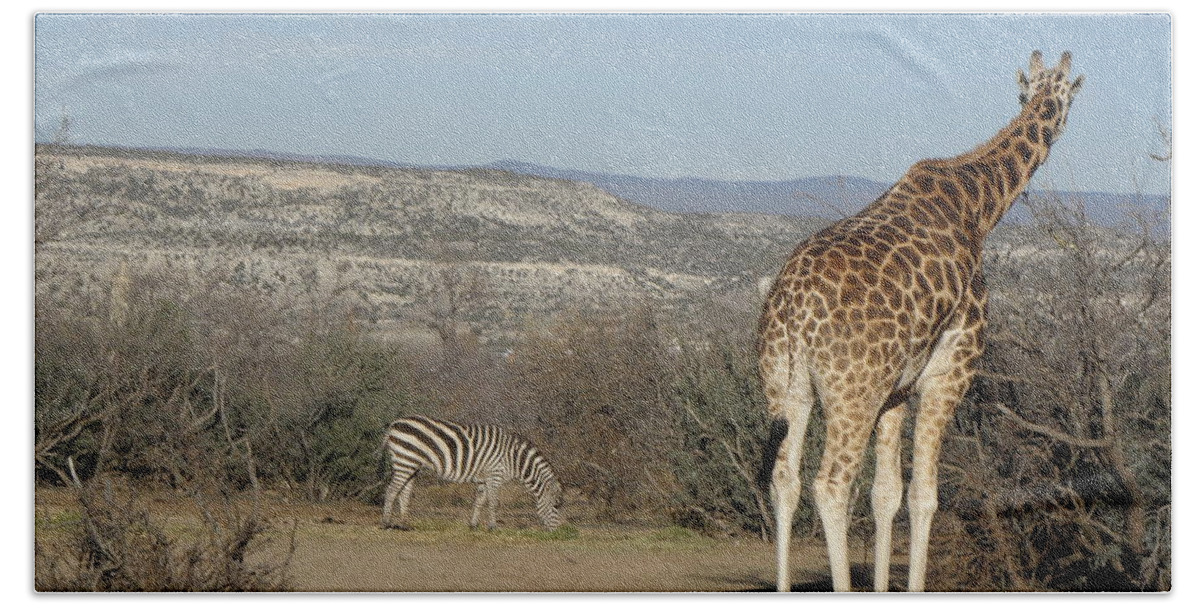 Giraffe Beach Towel featuring the photograph Safari by Kim Galluzzo