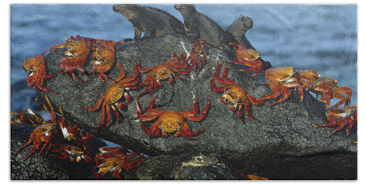 Mp Beach Towel featuring the photograph Sally Lightfoot Crab Grapsus Grapsus by Tui De Roy
