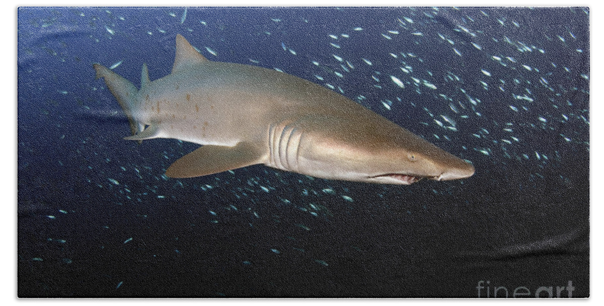 Sand Tiger Shark Beach Towel featuring the photograph Sand Tiger Shark Off The Coast Of North by Karen Doody