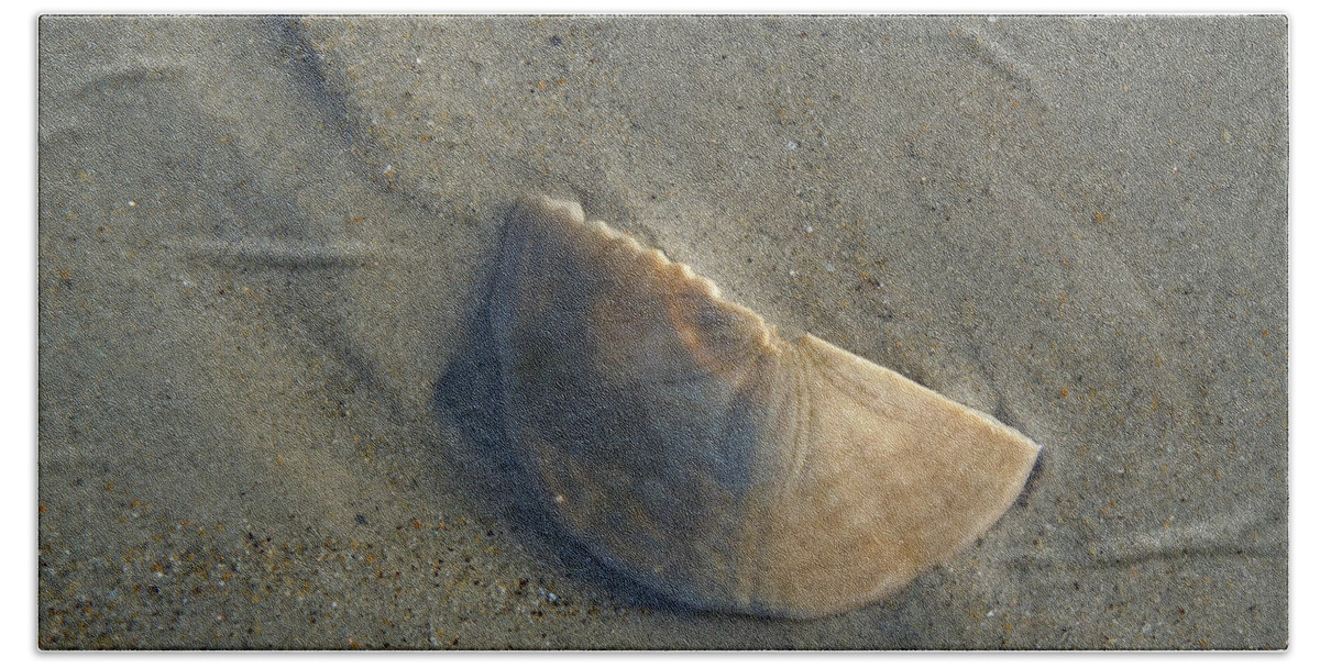 Sand Dollar Beach Towel featuring the photograph Sandollar in Maine by Nancy Griswold
