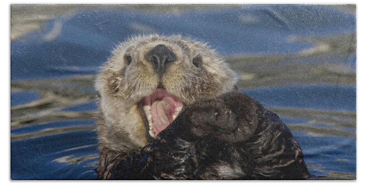 Mp Beach Towel featuring the photograph Sea Otter Yawning by Suzi Eszterhas
