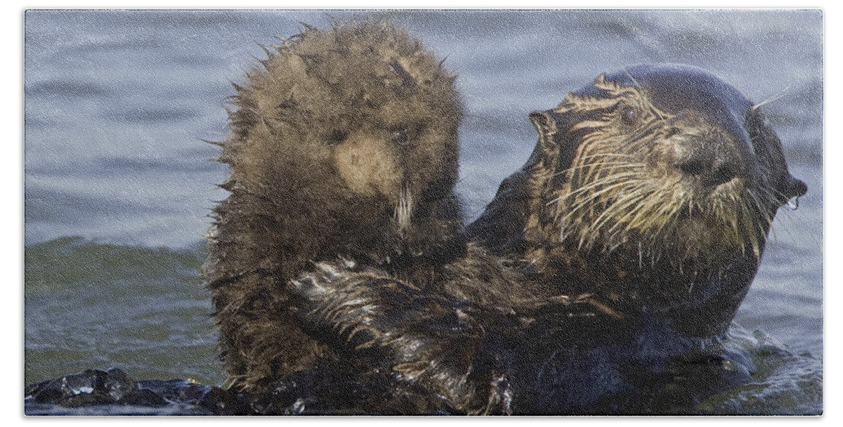 00438551 Beach Towel featuring the photograph Sea Otter Mother Holding Pup Monterey by Suzi Eszterhas