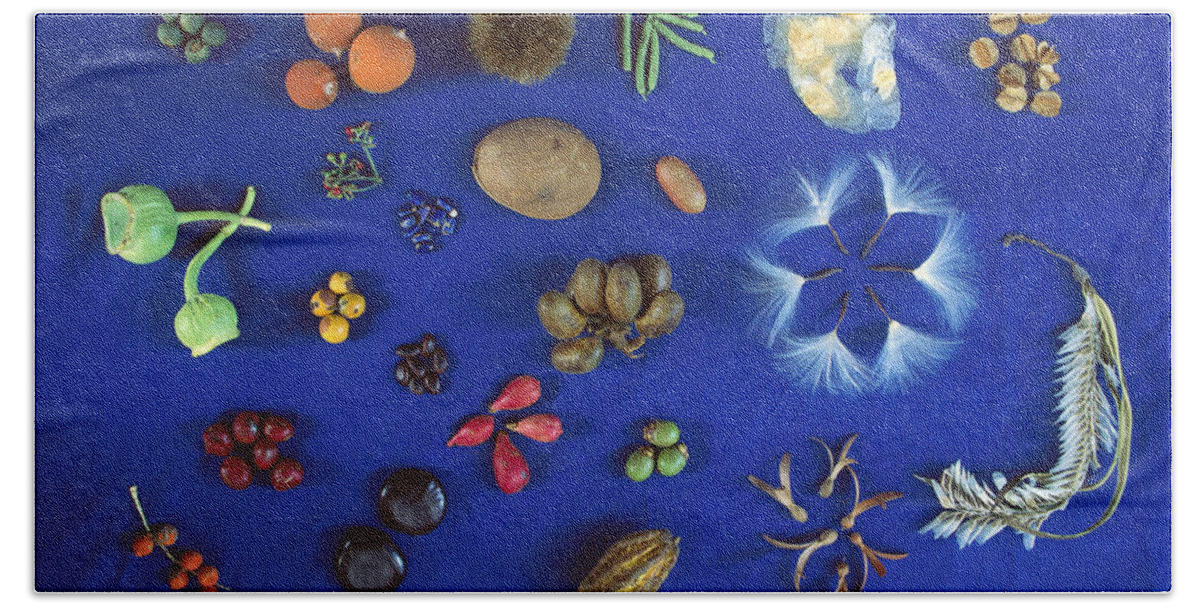 Mp Beach Towel featuring the photograph Seed Diversity, Barro Colorado Island by Christian Ziegler