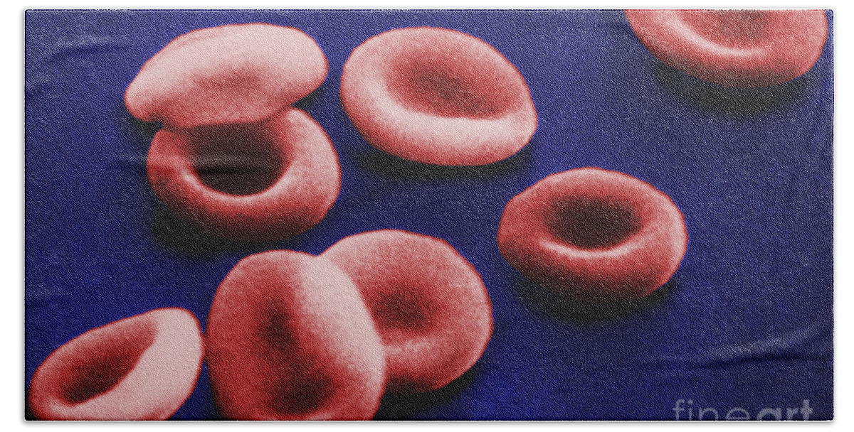Circulatory System Beach Towel featuring the photograph Sem Of Red Blood Cells by Omikron