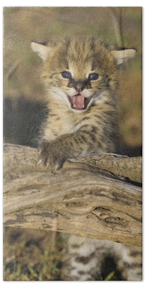 00784259 Beach Towel featuring the photograph Serval Kitten Playing On Log by Suzi Eszterhas