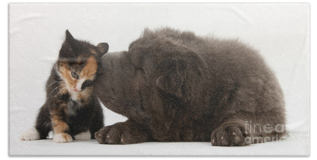 Animal Beach Towel featuring the photograph Shar Pei Puppy And Kitten by Mark Taylor
