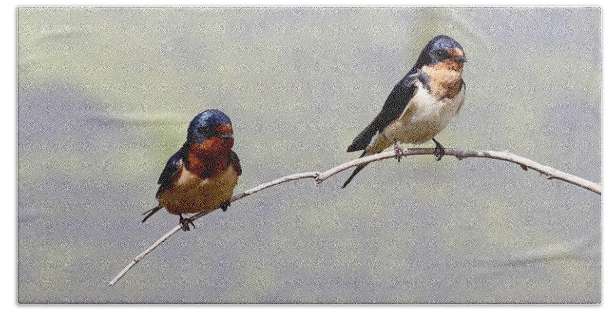Barn Swallows Beach Towel featuring the photograph Sharing a Branch by Elizabeth Winter