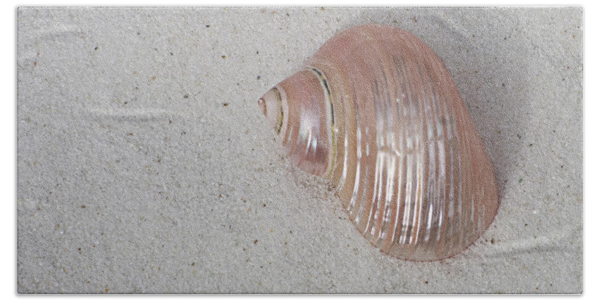 Seashell Beach Towel featuring the photograph Shimmering Shell Peach by Jim And Emily Bush
