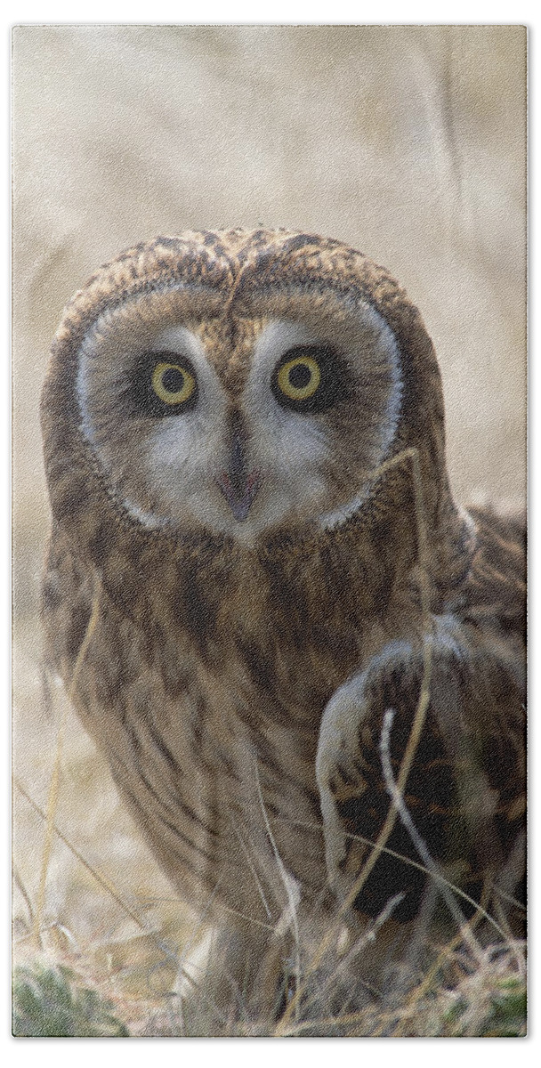 Mp Beach Towel featuring the photograph Short-eared Owl Asio Flammeus Portrait by Konrad Wothe
