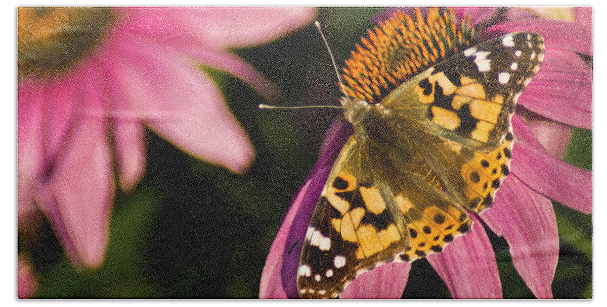 Butterfly Beach Towel featuring the photograph Simple Butterfly by Bill Pevlor