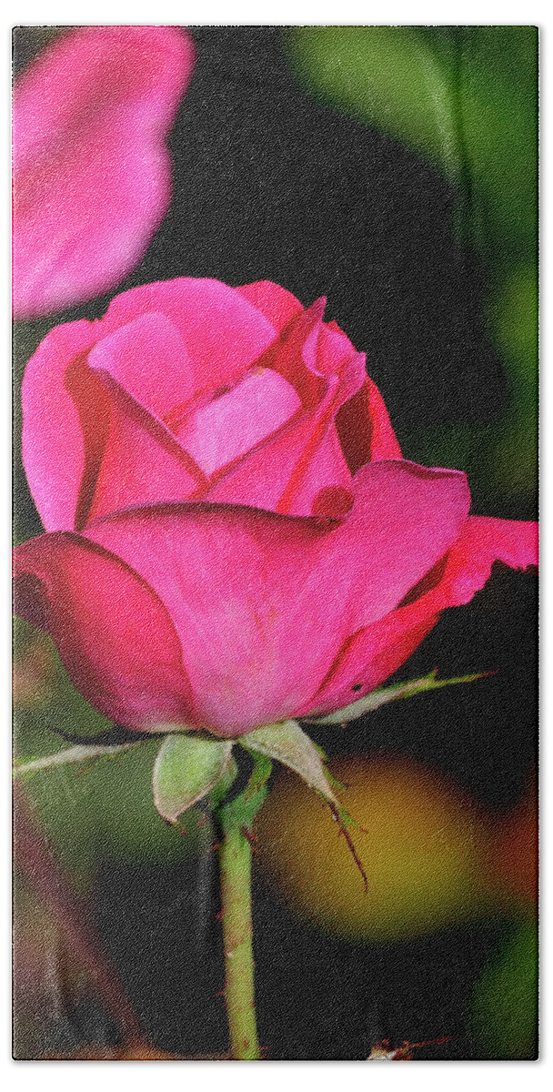 Flower Beach Towel featuring the photograph Simple Red Rose by Bill Dodsworth