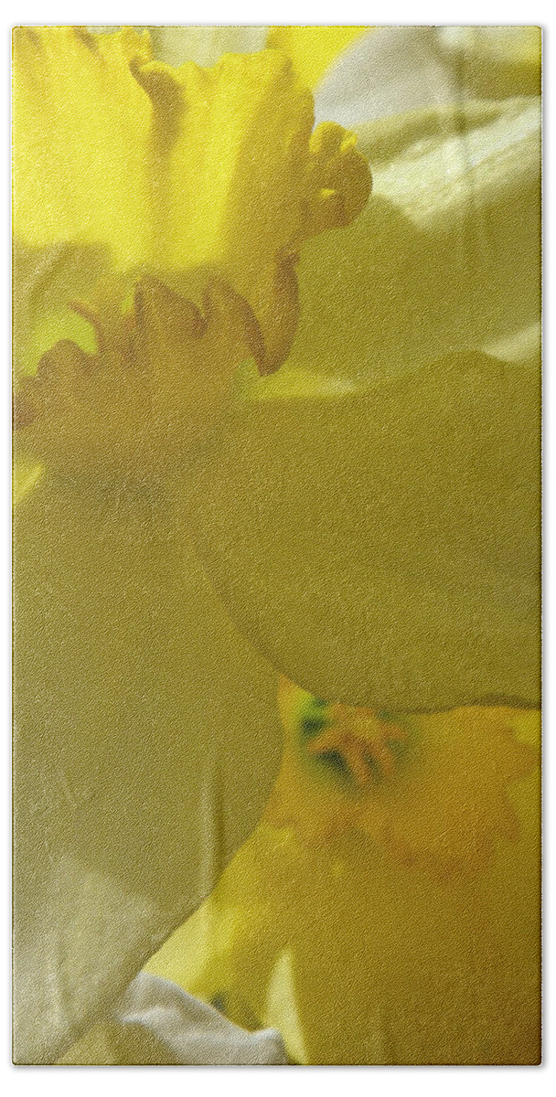 Daffodil Beach Towel featuring the photograph Simplicity Within by Kim Galluzzo