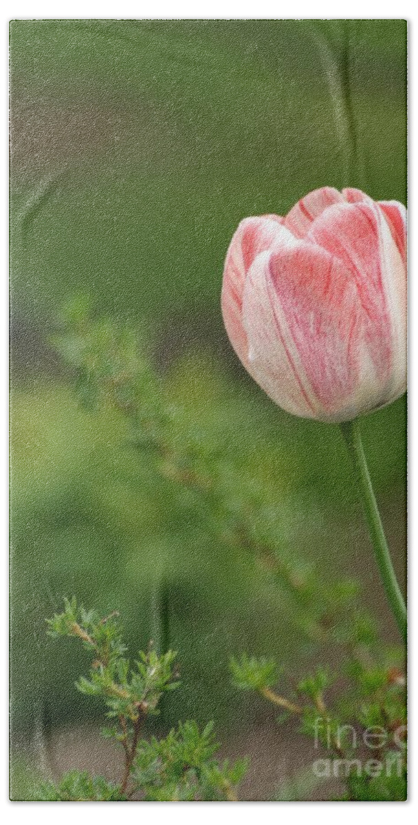 Flower Beach Towel featuring the photograph Simply Spring by Living Color Photography Lorraine Lynch