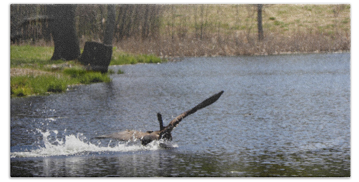 Canadian Geese Beach Towel featuring the photograph Skidding In For A Landing by Kim Galluzzo